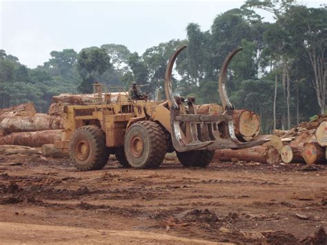 timber tracking in forest